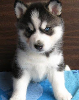 Siberian Huskies Puppies