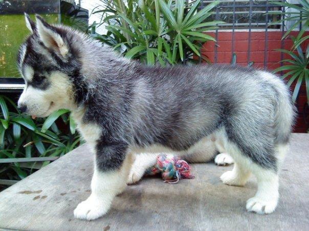 Siberian Huskies Puppies