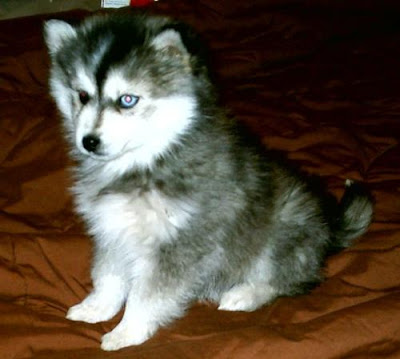 Siberian Husky Dog Breed