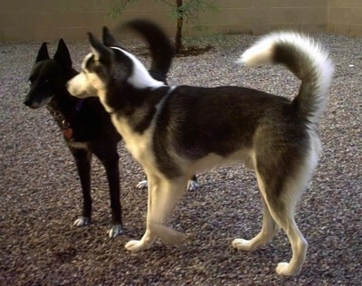 Siberian Husky Dog Breed