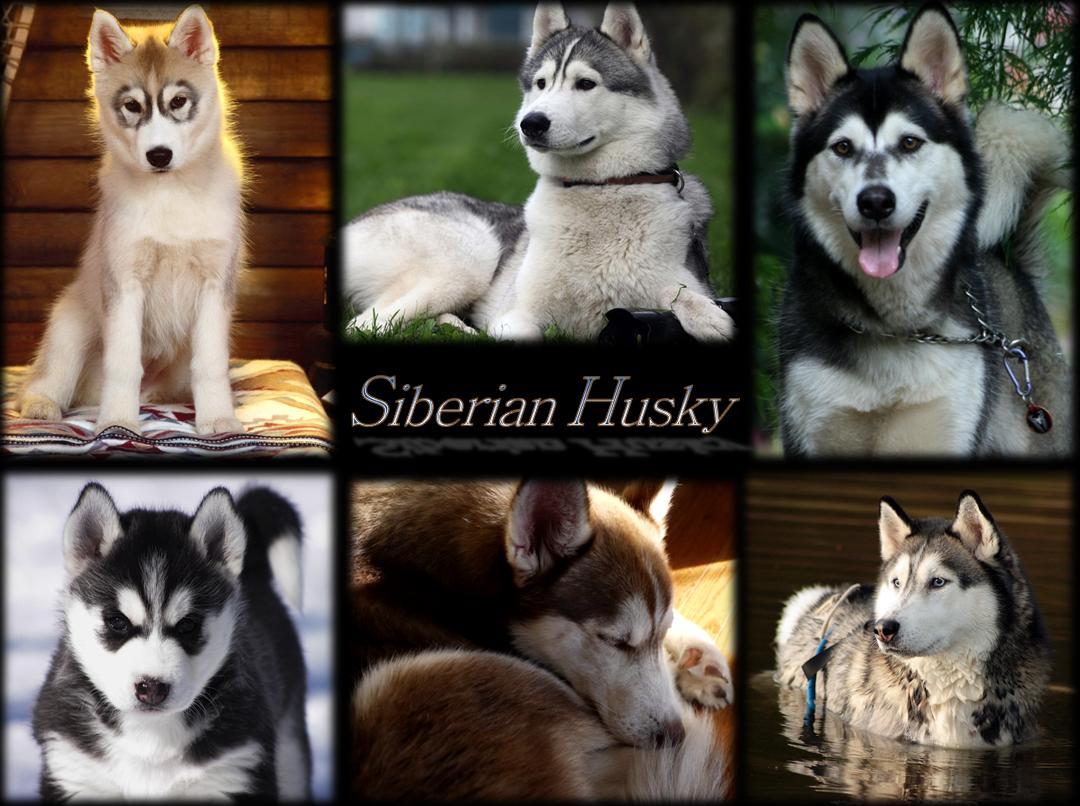 Siberian Husky Wallpaper 1080p