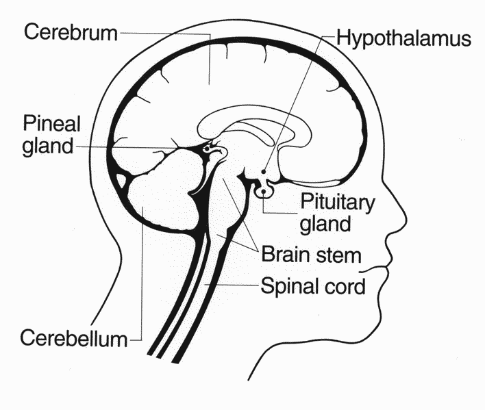 Simple Brain Diagram Labeled