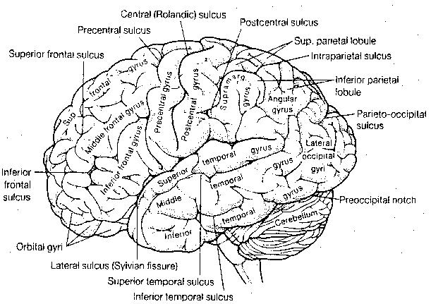 Simple Brain Diagram Labeled