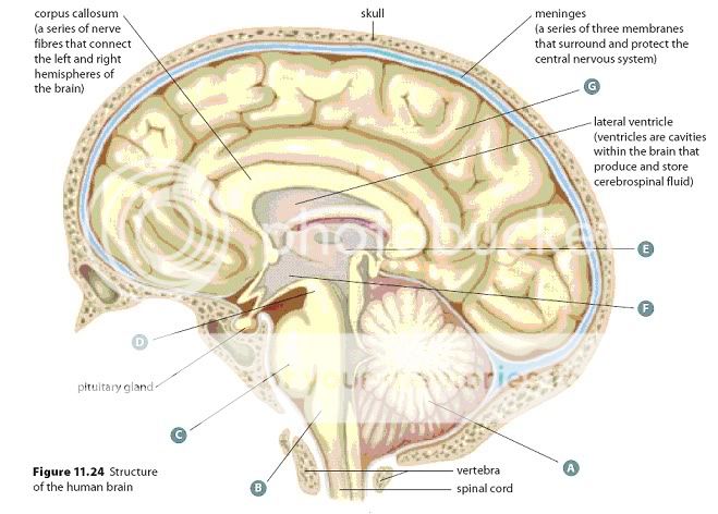 Simple Brain Diagram Labeled