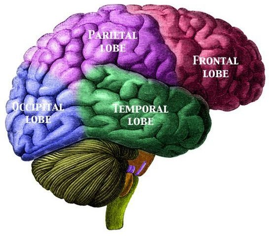 Simple Brain Diagram Labeled