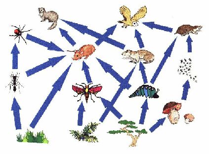 Simple Food Chain Diagram For Kids