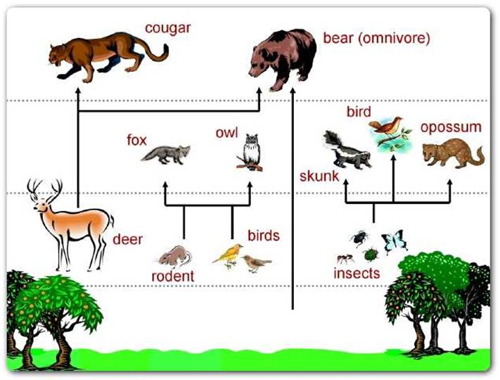 Simple Food Chain Diagram For Kids