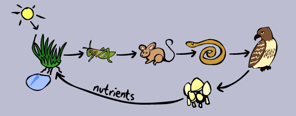 Simple Food Chain Diagram For Kids