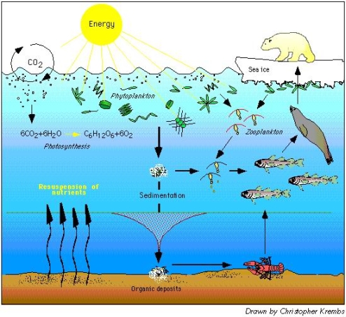 Simple Food Chain Diagram For Kids