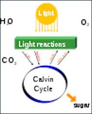 Simple Photosynthesis Cycle