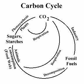 Simple Photosynthesis Cycle