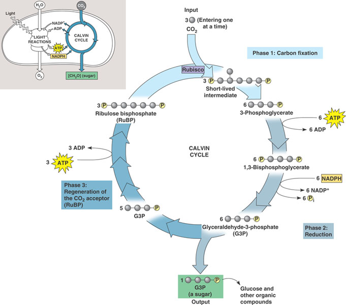 Simple Photosynthesis Cycle