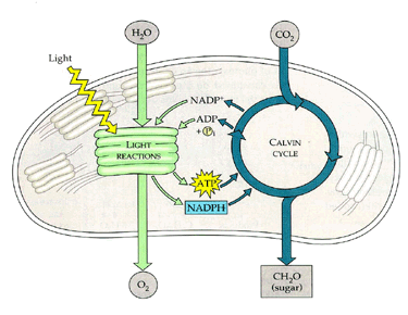 Simple Photosynthesis Diagram