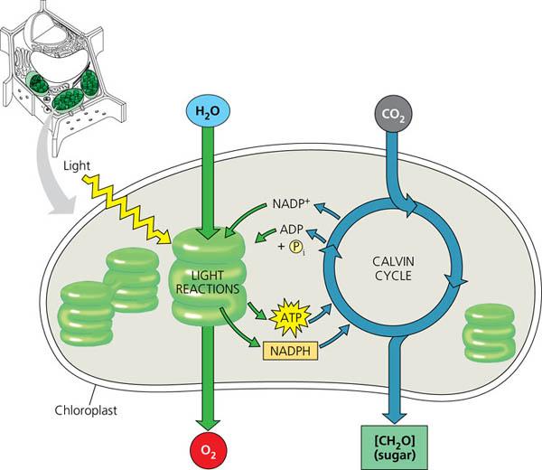 Simple Photosynthesis Diagram