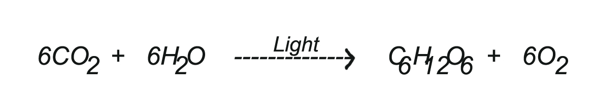 Simple Photosynthesis Equation