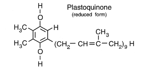 Simple Photosynthesis Equation