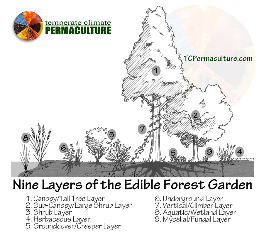 Site Index Forestry