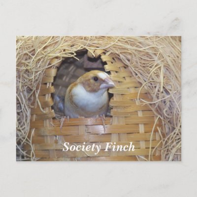 Society Finch Colors