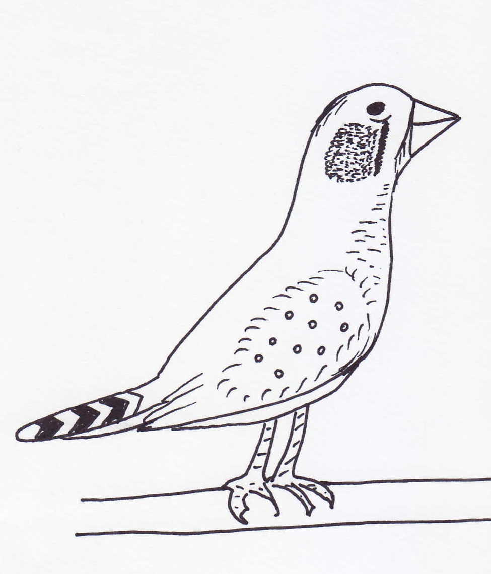 Society Finches As Pets