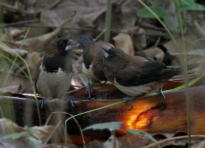 Society Finches Breeding