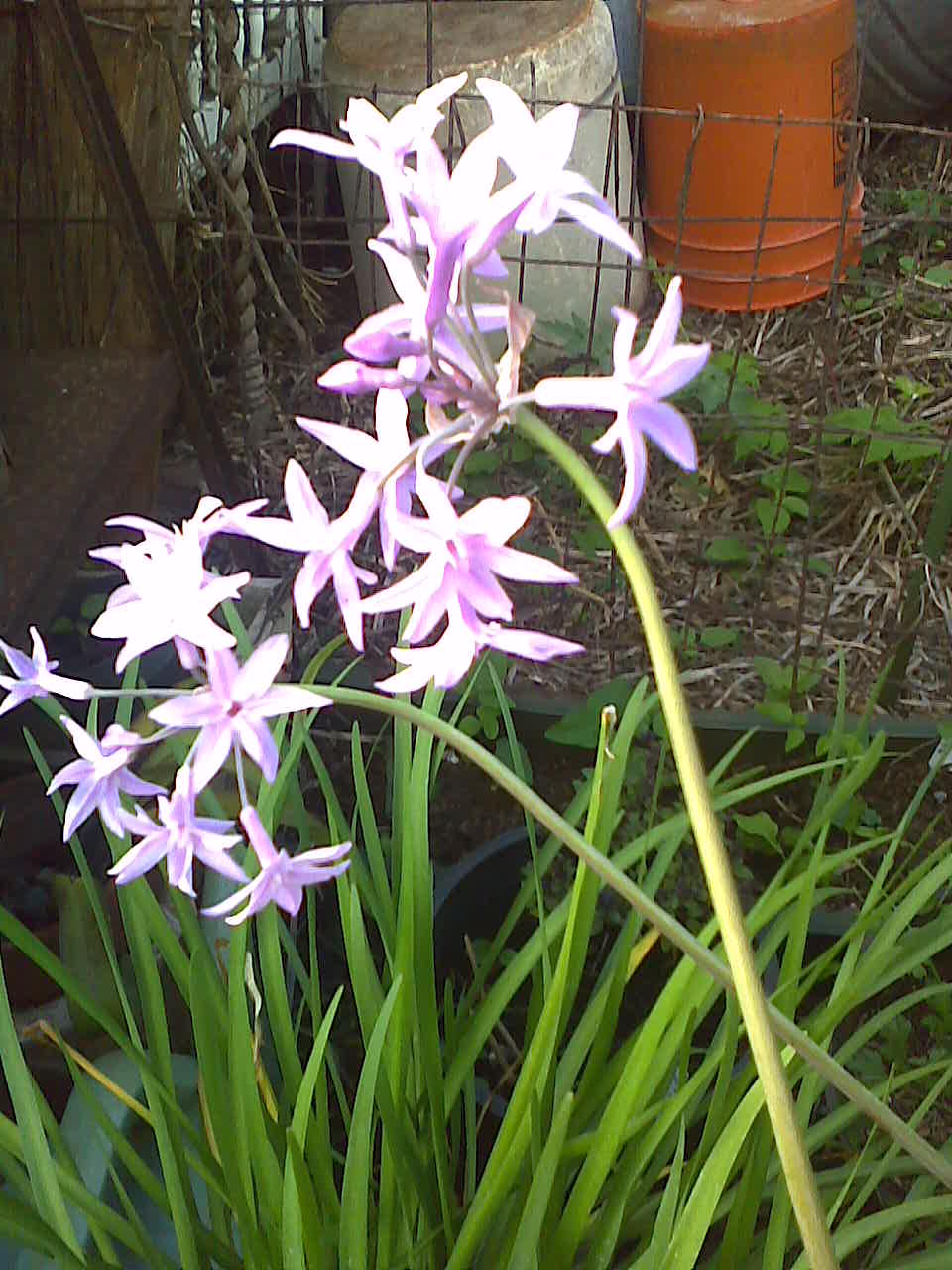 Society Garlic Plant Care