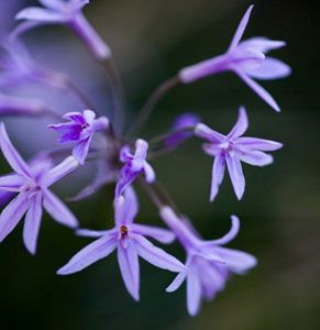 Society Garlic Plant Care