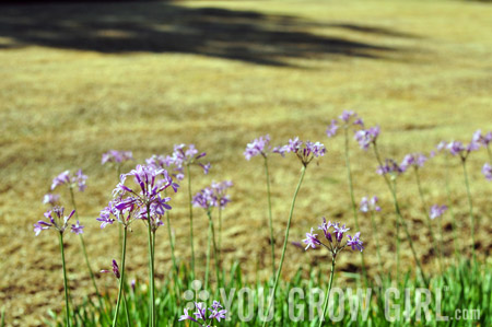 Society Garlic Plant Edible