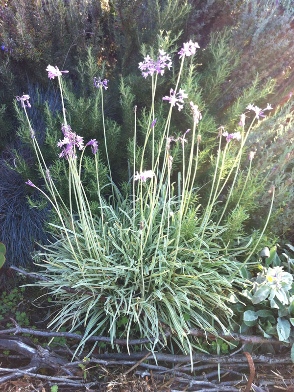 Society Garlic Plants For Sale