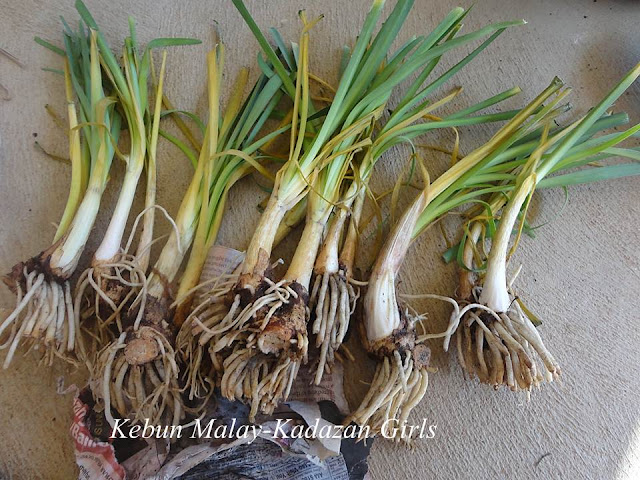 Society Garlic Plants For Sale