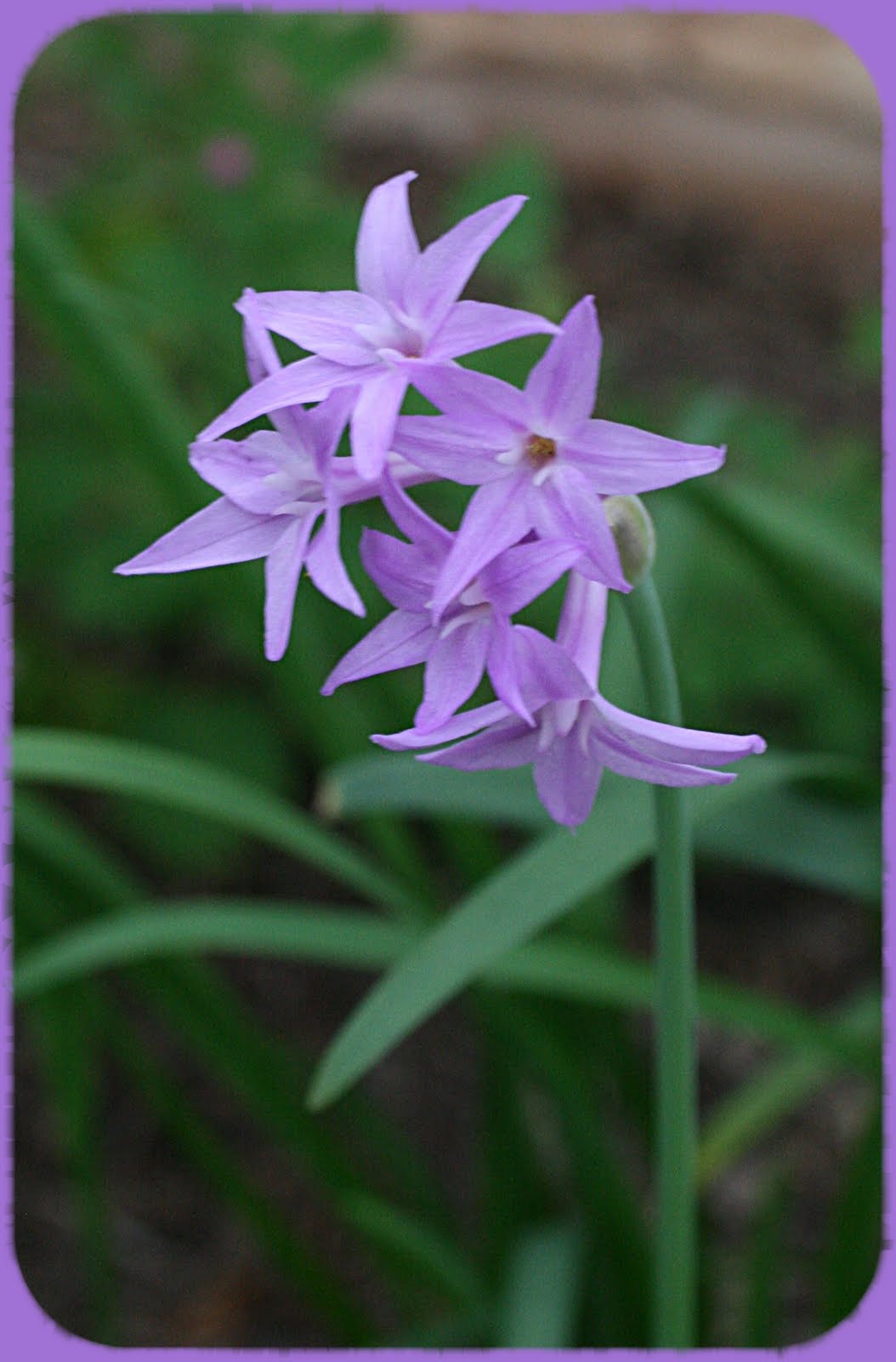 Society Garlic Plants For Sale