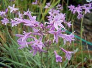 Society Garlic Plants For Sale