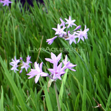 Society Garlic Plants For Sale