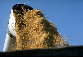 Soybean Feedstock Biodiesel