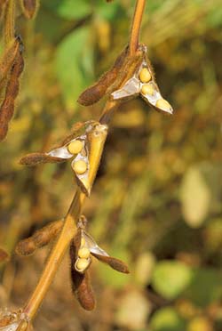 Soybean Feedstock Biodiesel Production