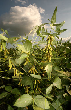 Soybean Feedstock Biofuel