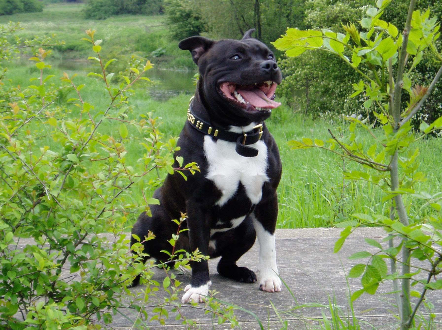 Staffie Bull Terrier