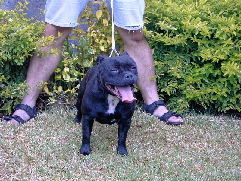 Staffie Bull Terrier