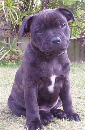 Staffie Bull Terrier