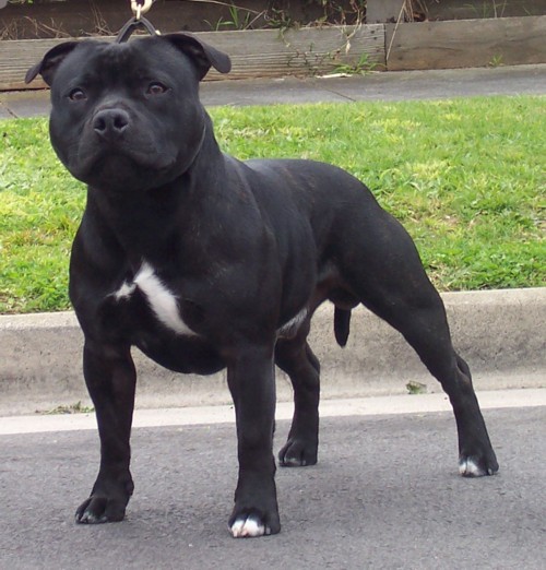 Staffie Bull Terrier