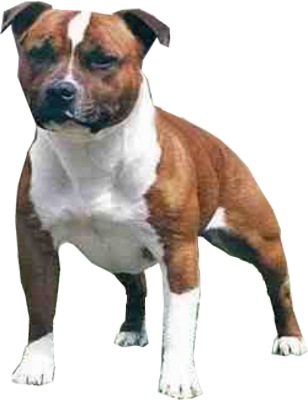 Staffie Bull Terrier