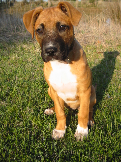 Staffie Cross