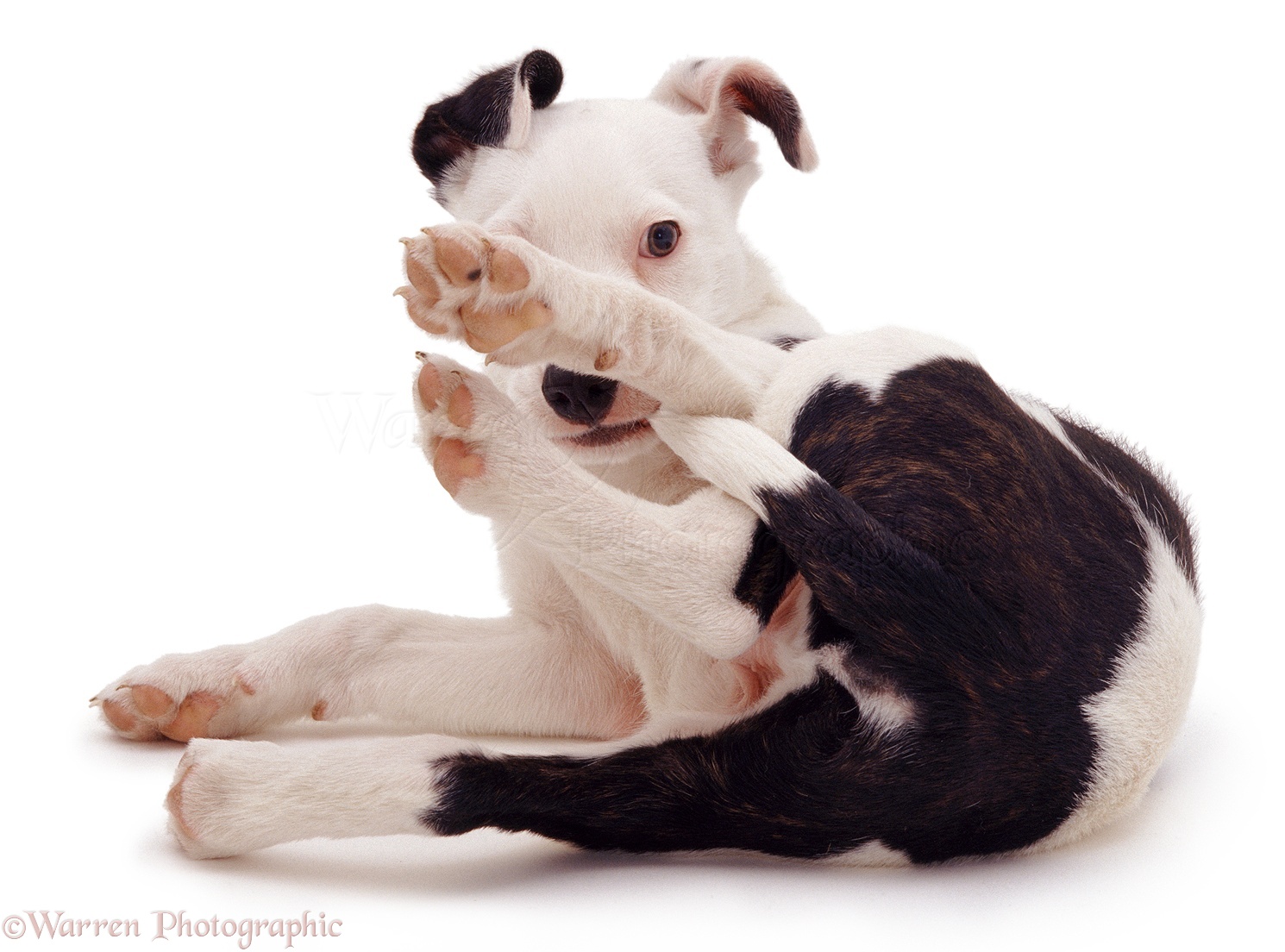 Staffie Cross