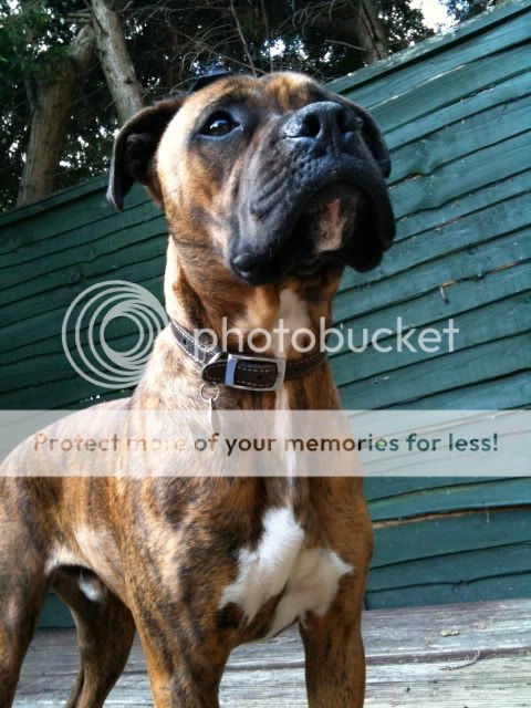 Staffie Cross Boxer