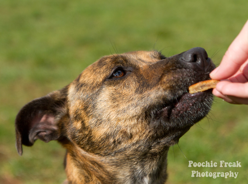 Staffie Cross Labrador