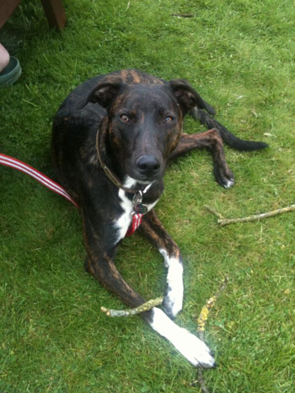 Staffie Cross Labrador