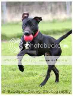 Staffie Cross Labrador