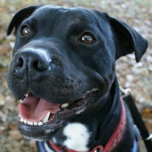 Staffie Cross Labrador Puppies