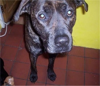 Staffie Cross Labrador Puppies