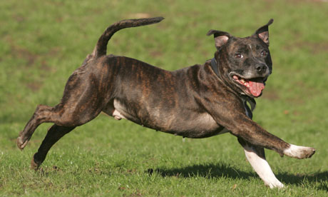 Staffie Dog