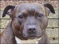 Staffie Dog